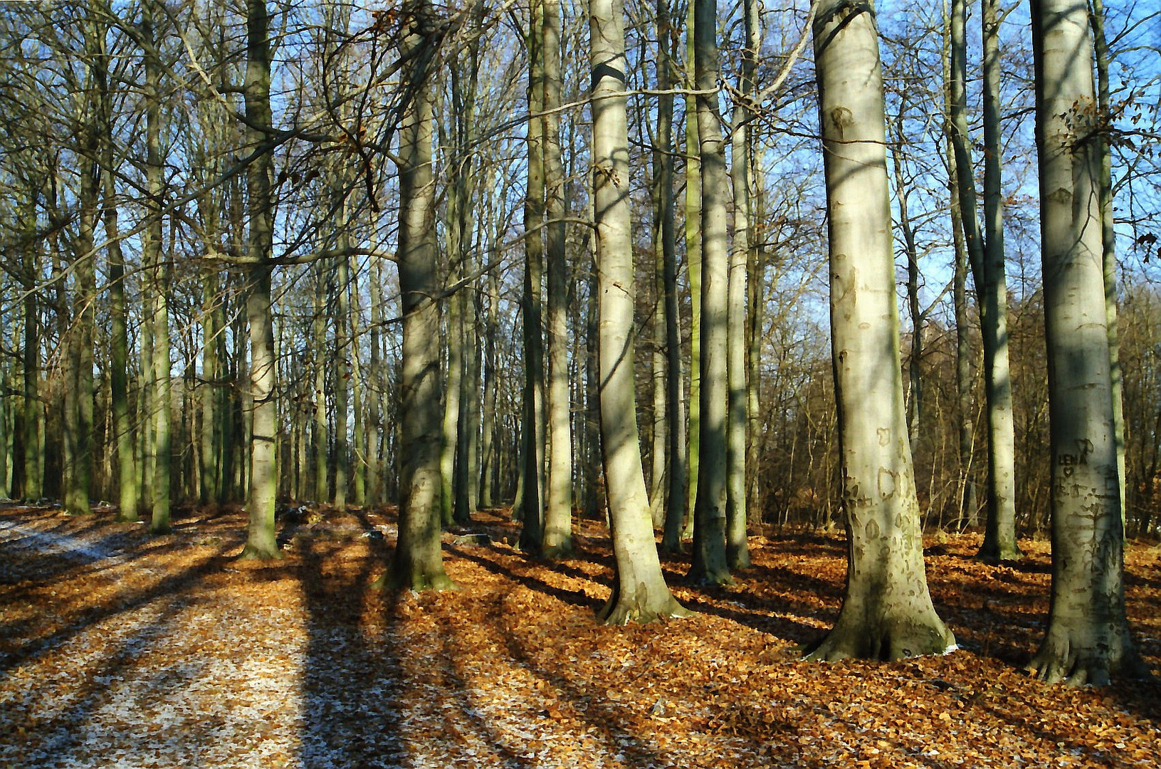 winterlicher Wald