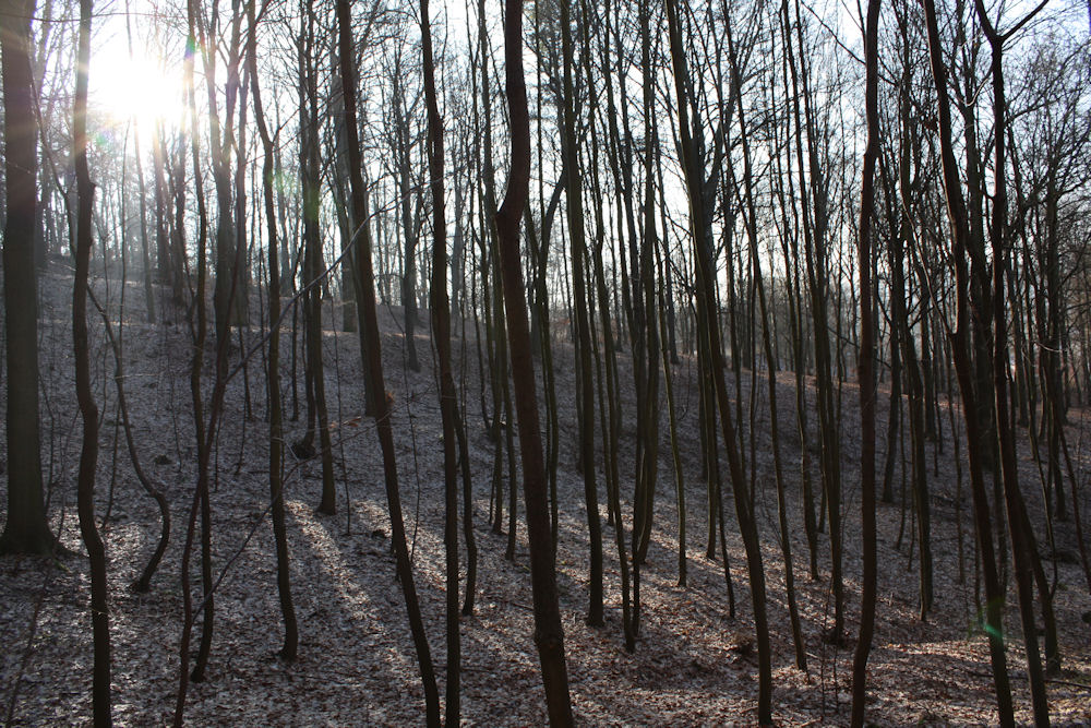 Winterlicher Wald in Karlsbad