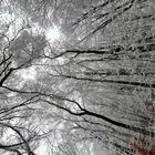 Winterlicher Wald_3