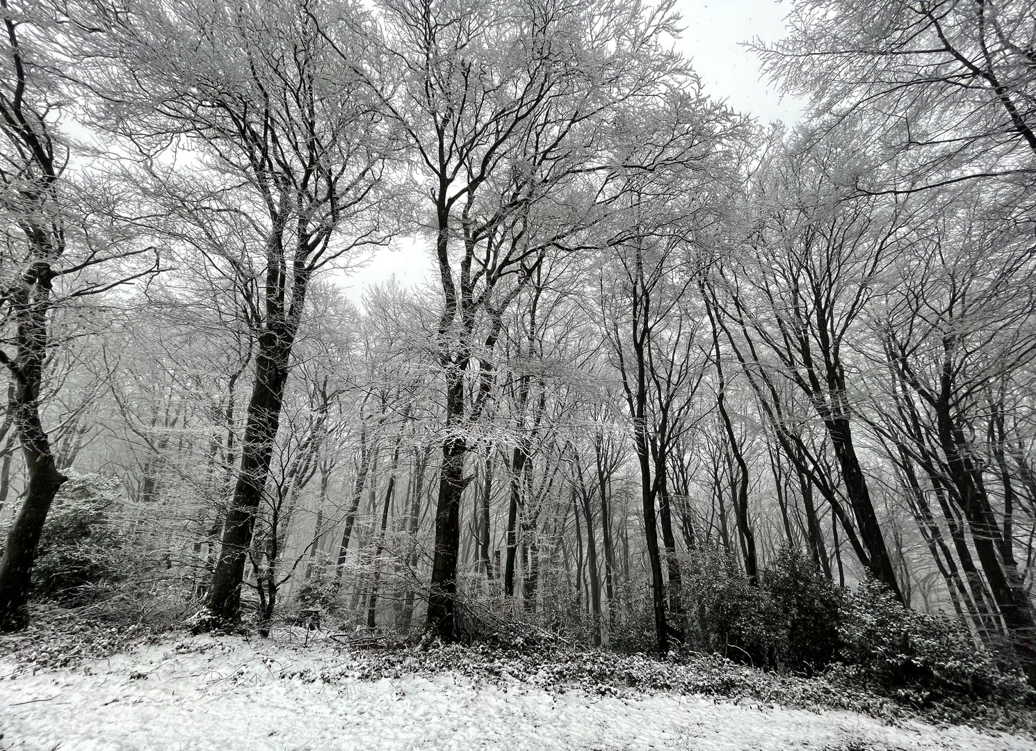 Winterlicher Wald_4