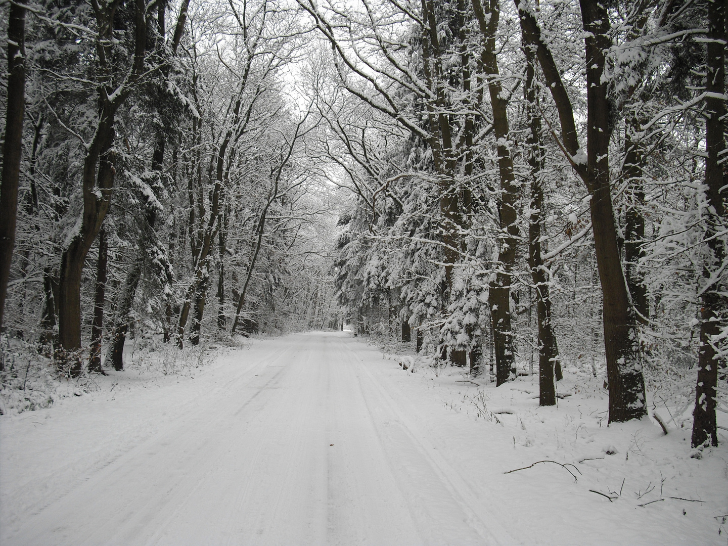 Winterlicher Waldweg