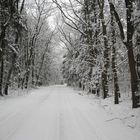 Winterlicher Waldweg