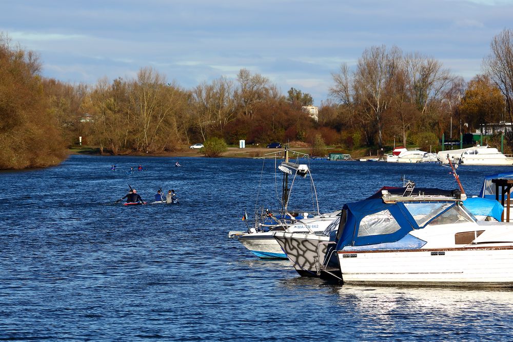 Winterlicher Wassersport auf dem Altrhein bei Lampertheim