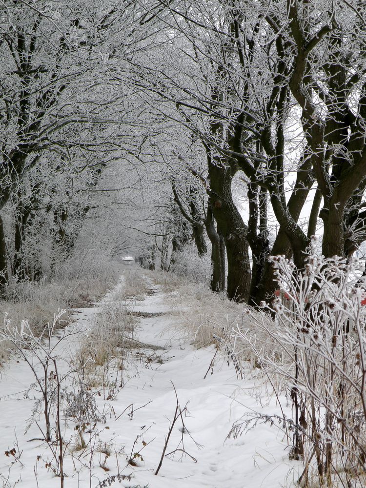 Winterlicher Weg