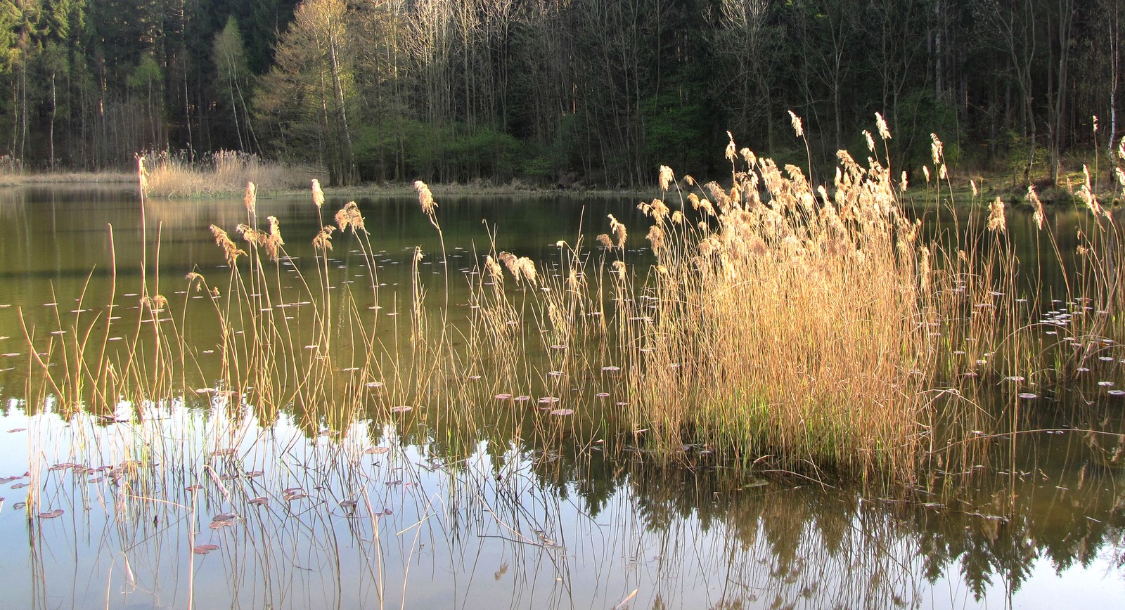 Winterlicher Weiher im Wald