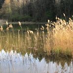 Winterlicher Weiher im Wald