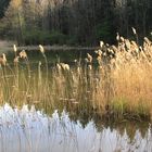 Winterlicher Weiher im Wald