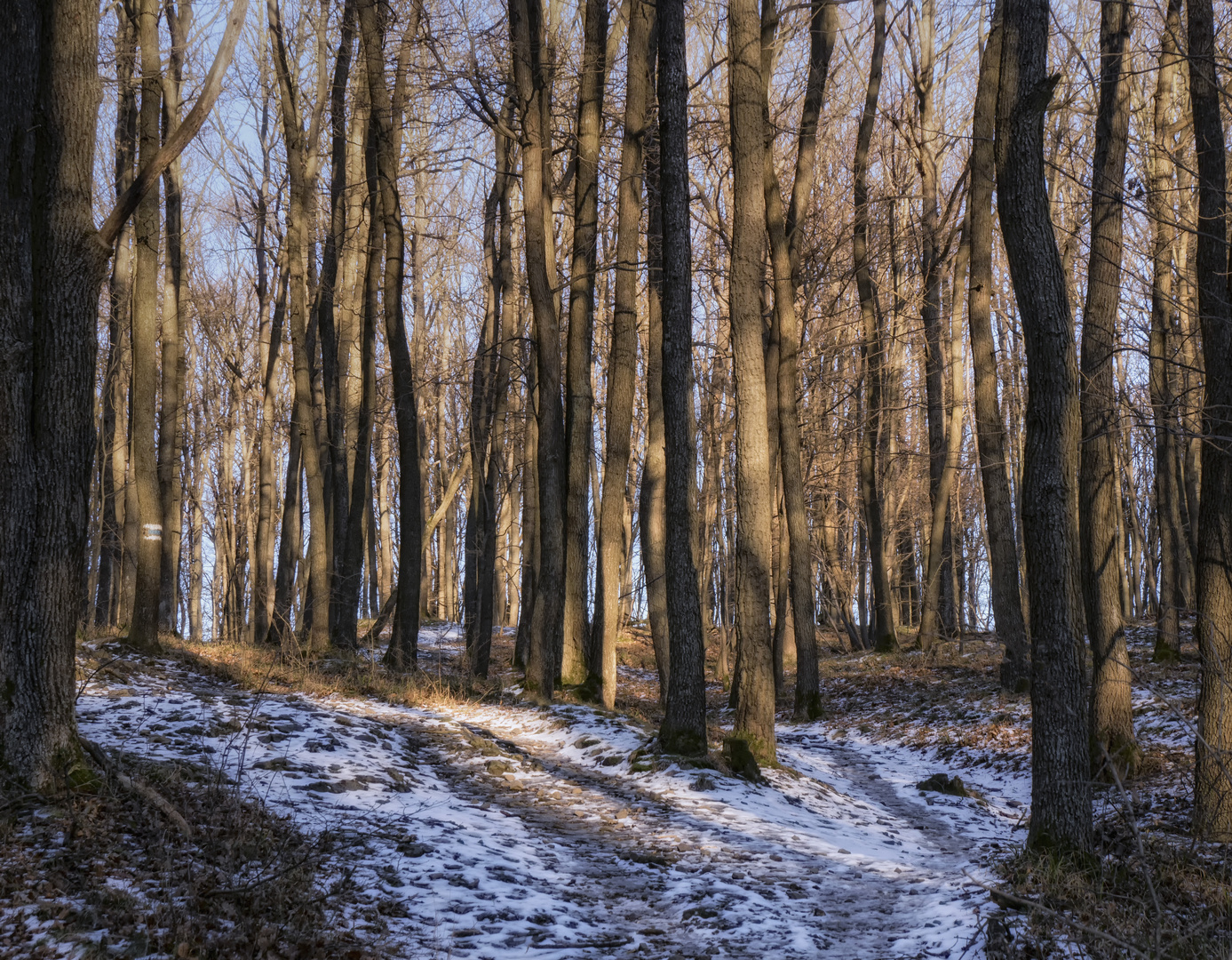 Winterlicher Wienerwald