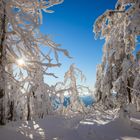 Winterlicher Zauberwald