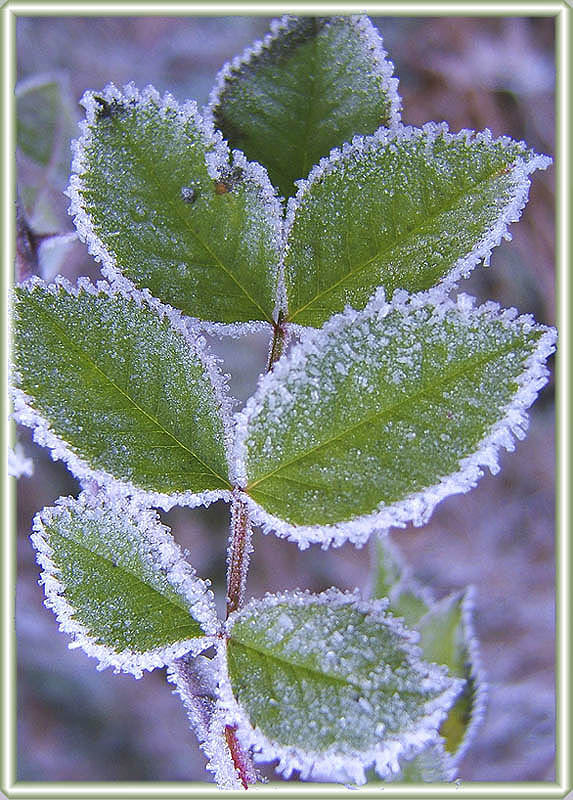 winterlicher Zuckerrand ...