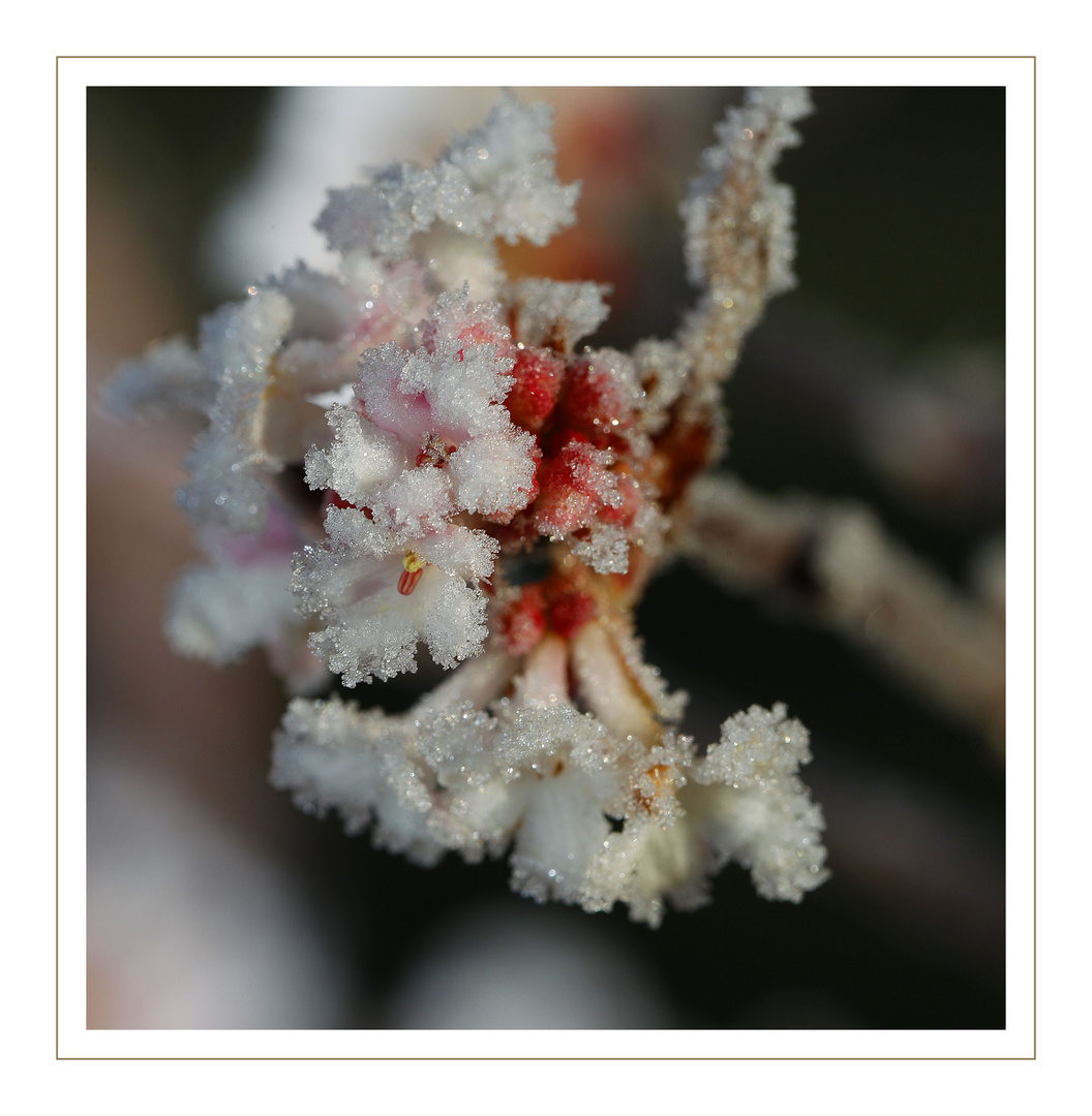 Winterlicherblumenschmuck