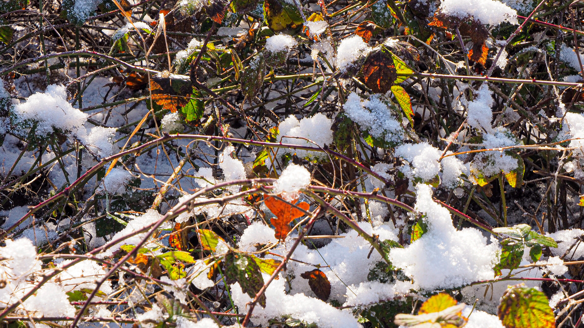 Winterliches aus der Südheide 