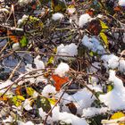 Winterliches aus der Südheide 