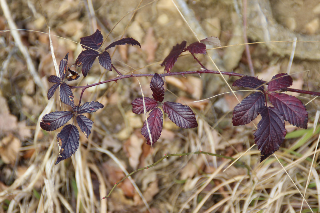  winterliches 