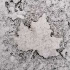 winterliches Blatt 