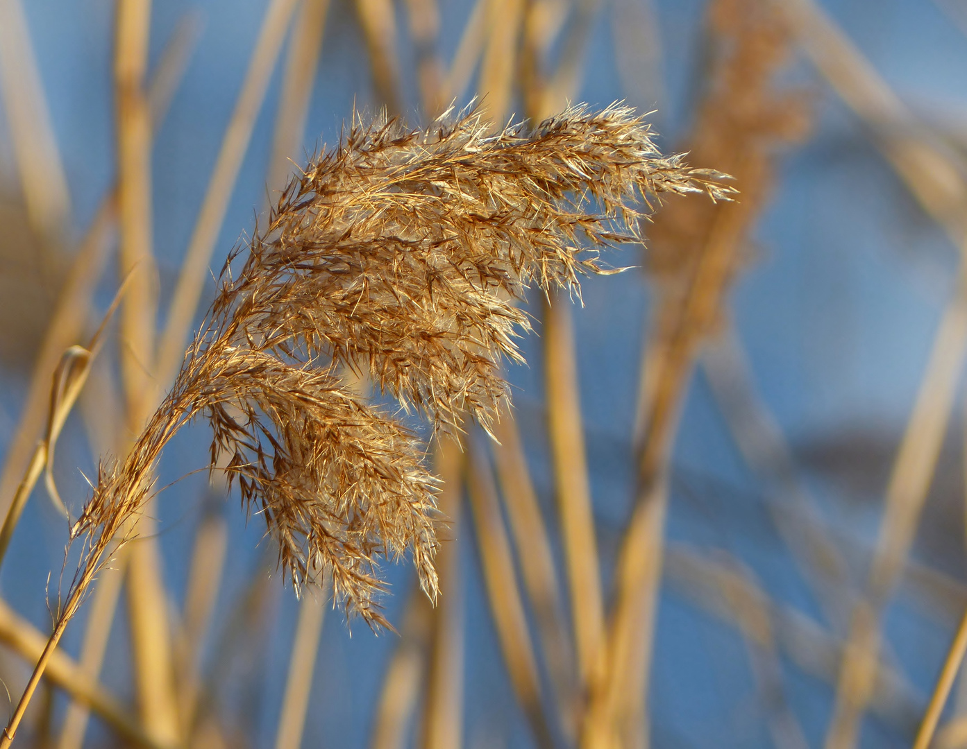 Winterliches Farbenpiel