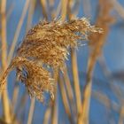 Winterliches Farbenpiel