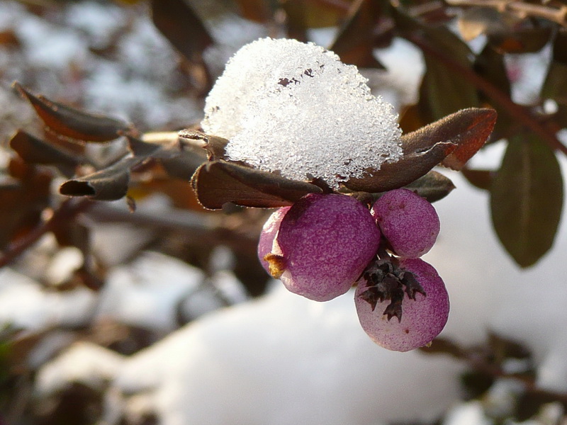 Winterliches Farbenspiel