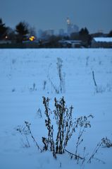 winterliches Feld