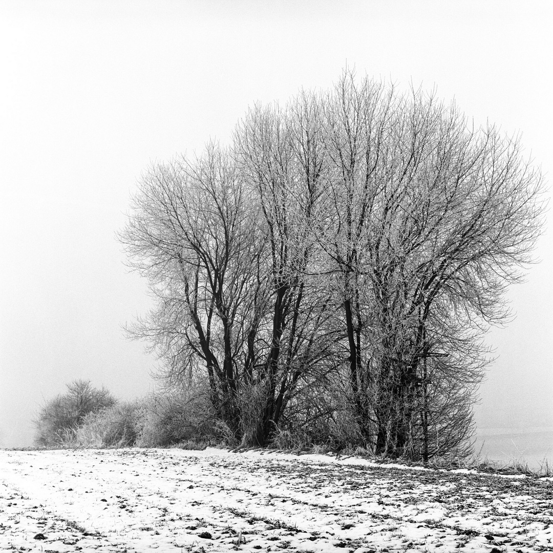 Winterliches Feld