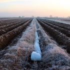 Winterliches Feld