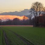 Winterliches Feld