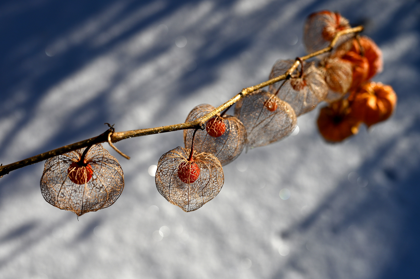 winterliches Fundstück