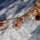 winterliches Fundstück