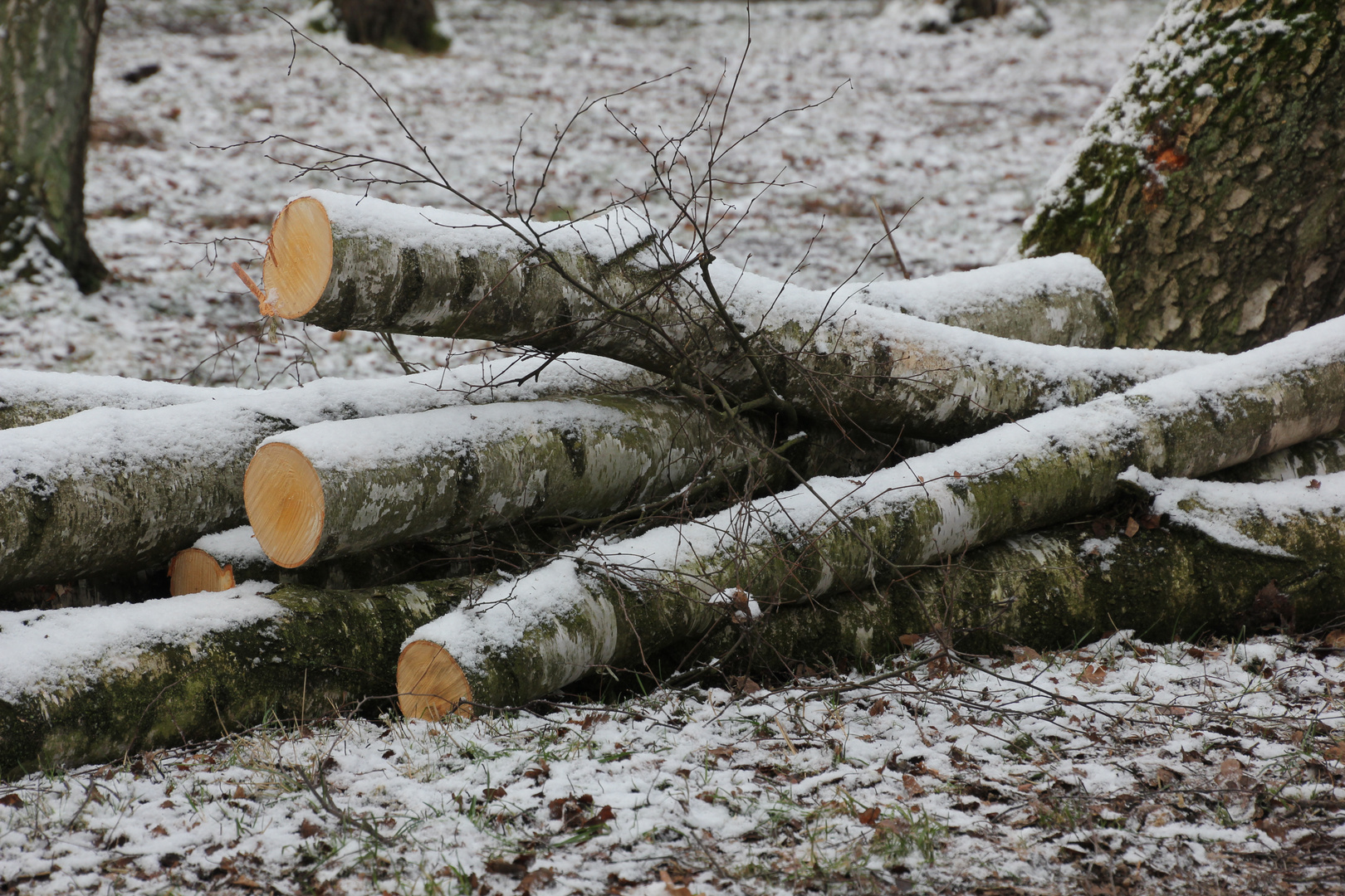 winterliches Gehölz