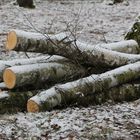 winterliches Gehölz