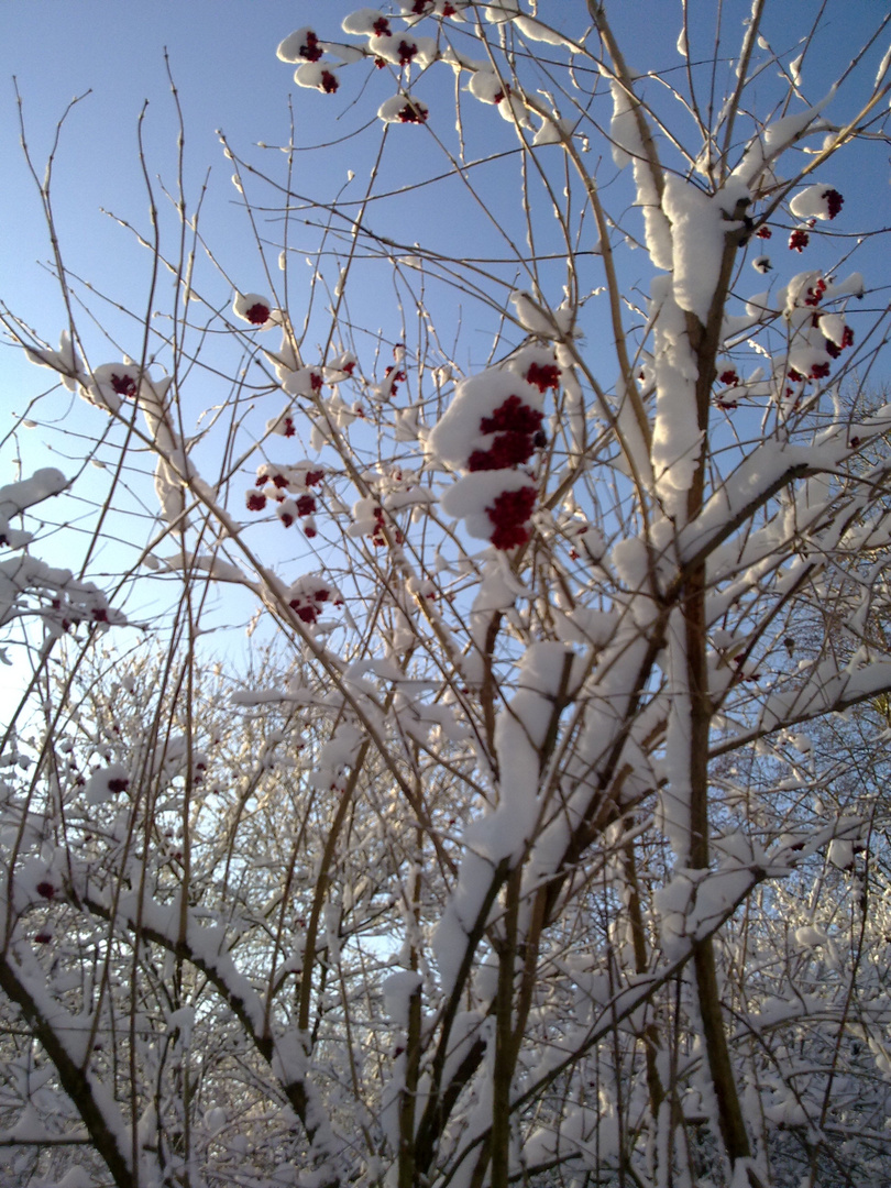 winterliches Gesträuch