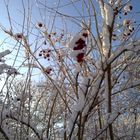 winterliches Gesträuch