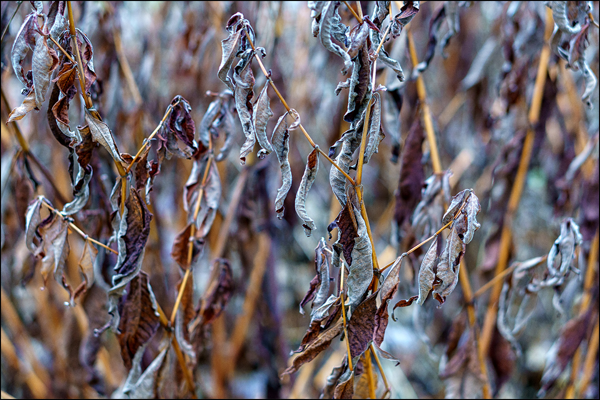 winterliches Gestrüpp