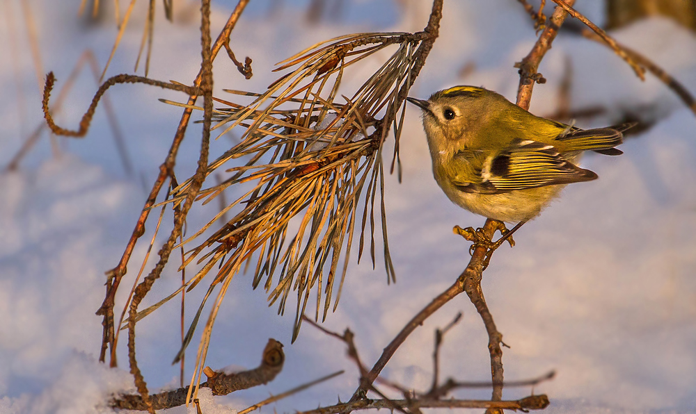 Winterliches Goldhähnchen