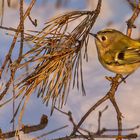 Winterliches Goldhähnchen