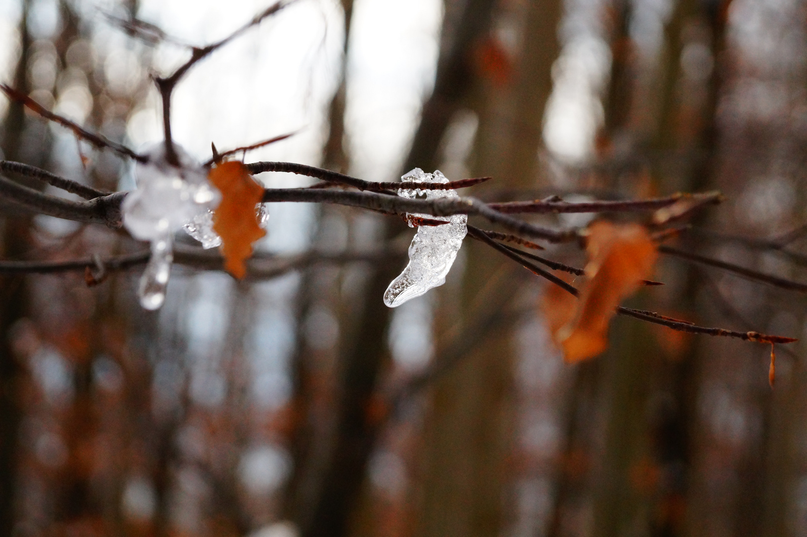 Winterliches Herbstlaub