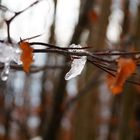 Winterliches Herbstlaub