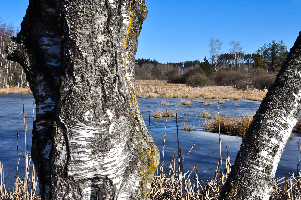 winterliches Hochmoor