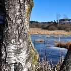 winterliches Hochmoor