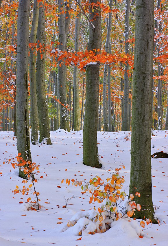 Winterliches im Herbstwald