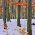 Winterliches im Herbstwald