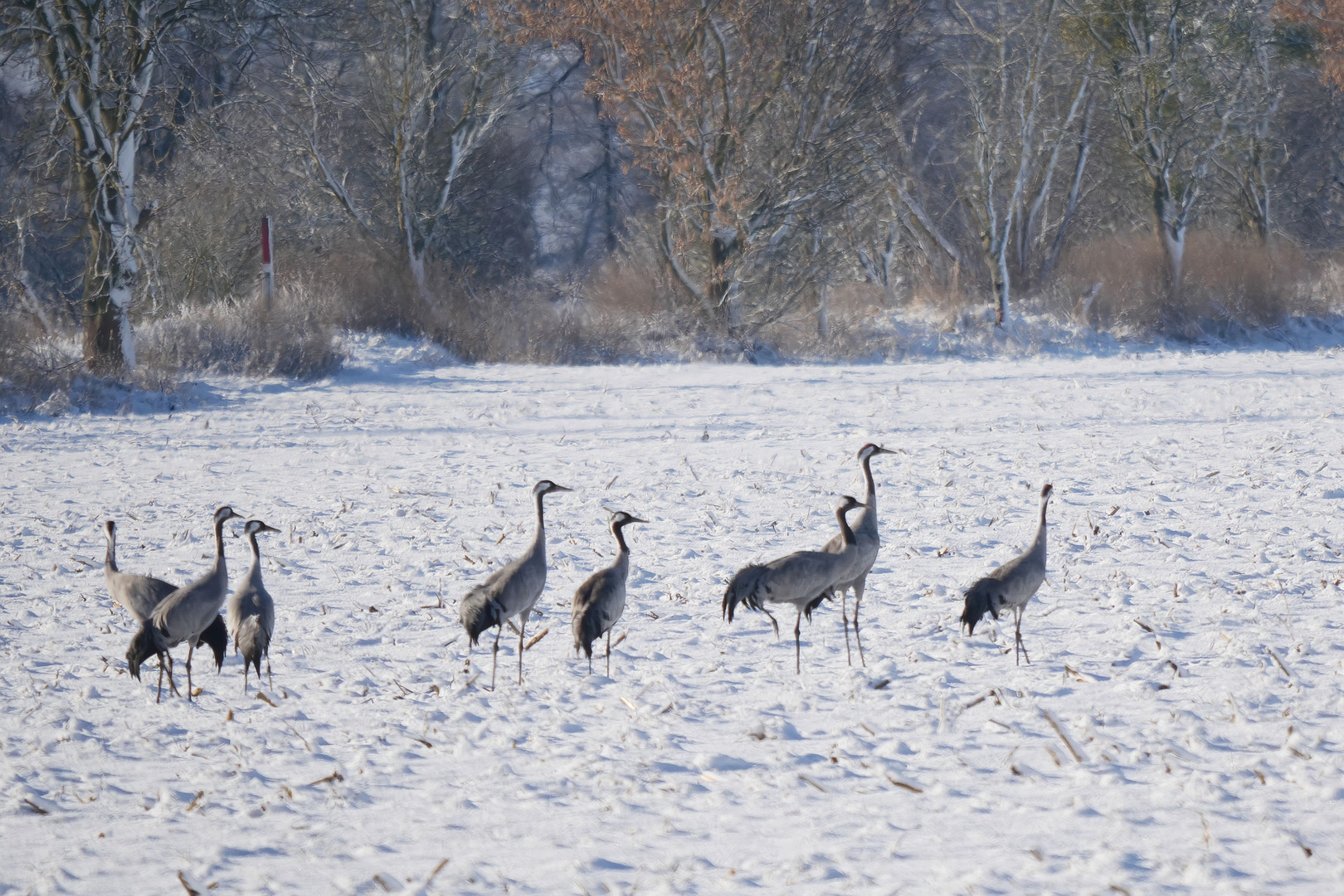 winterliches Kranichland ...