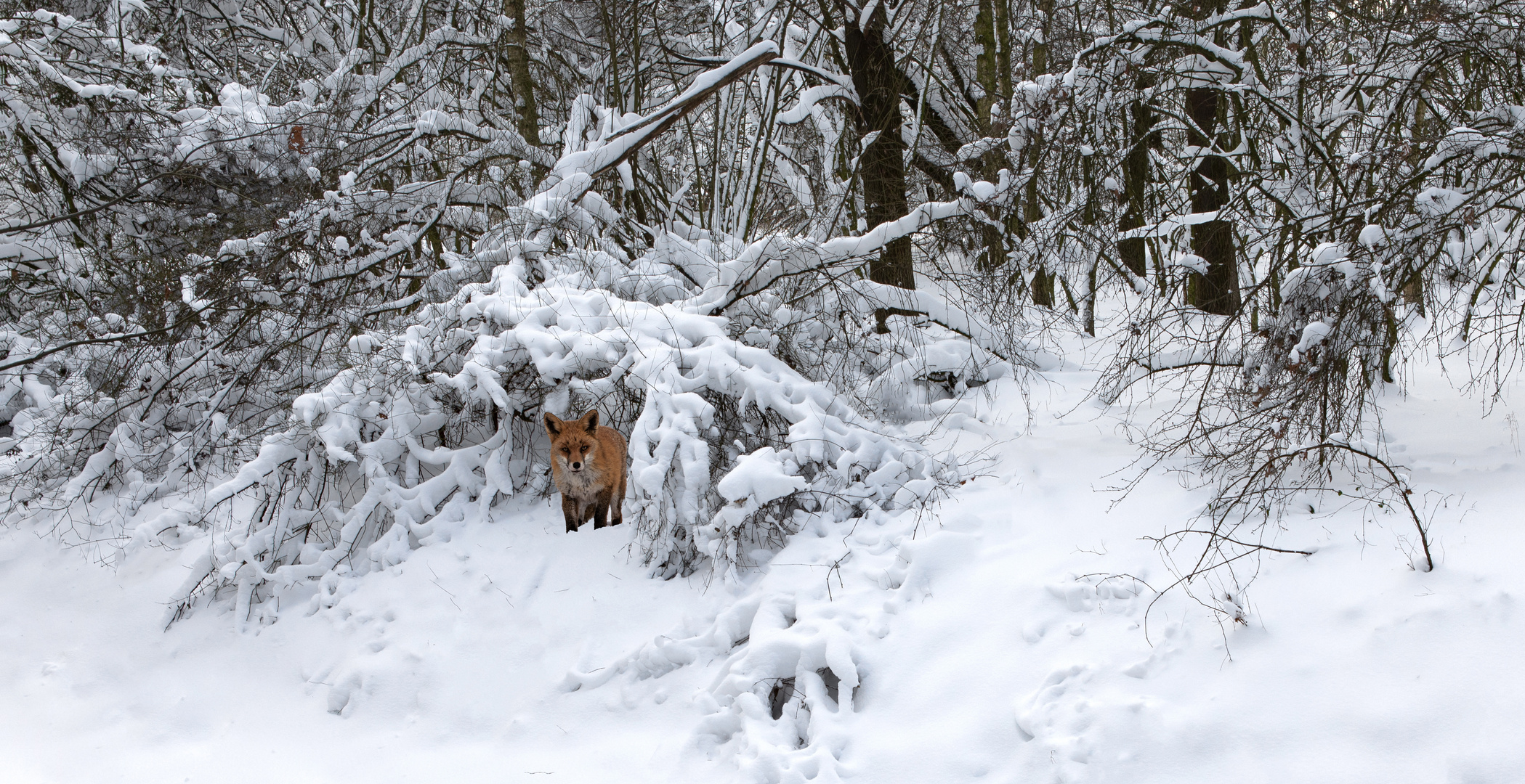 Winterliches Lippstadt mit Rotfuchs