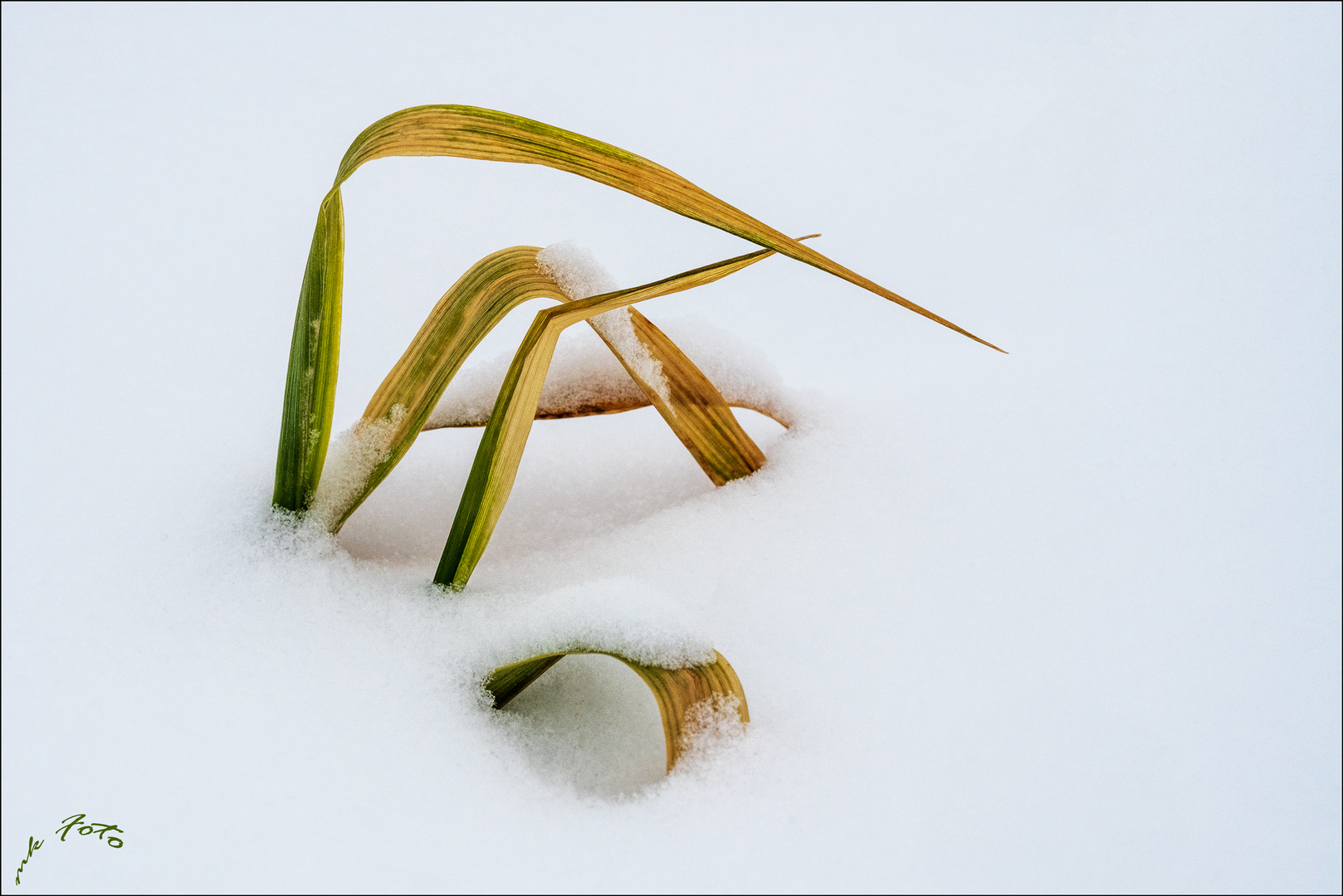 Winterliches Maisfeld