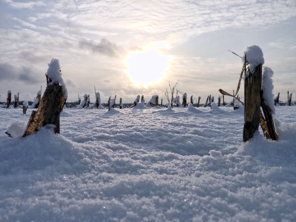 winterliches Maisfeld