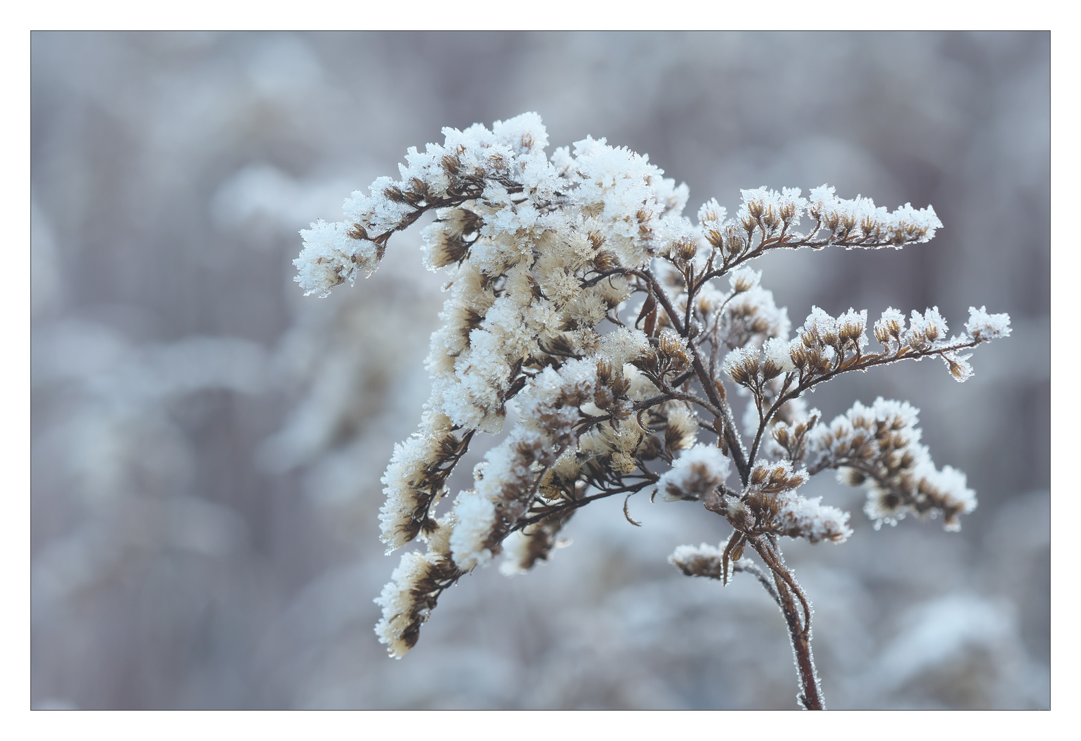 Winterliches Mittwochsblümchen