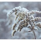 Winterliches Mittwochsblümchen