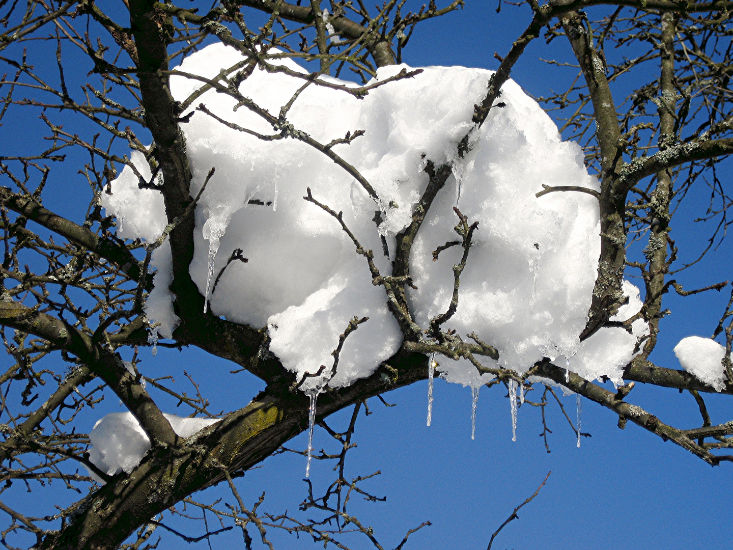 Winterliches Nest