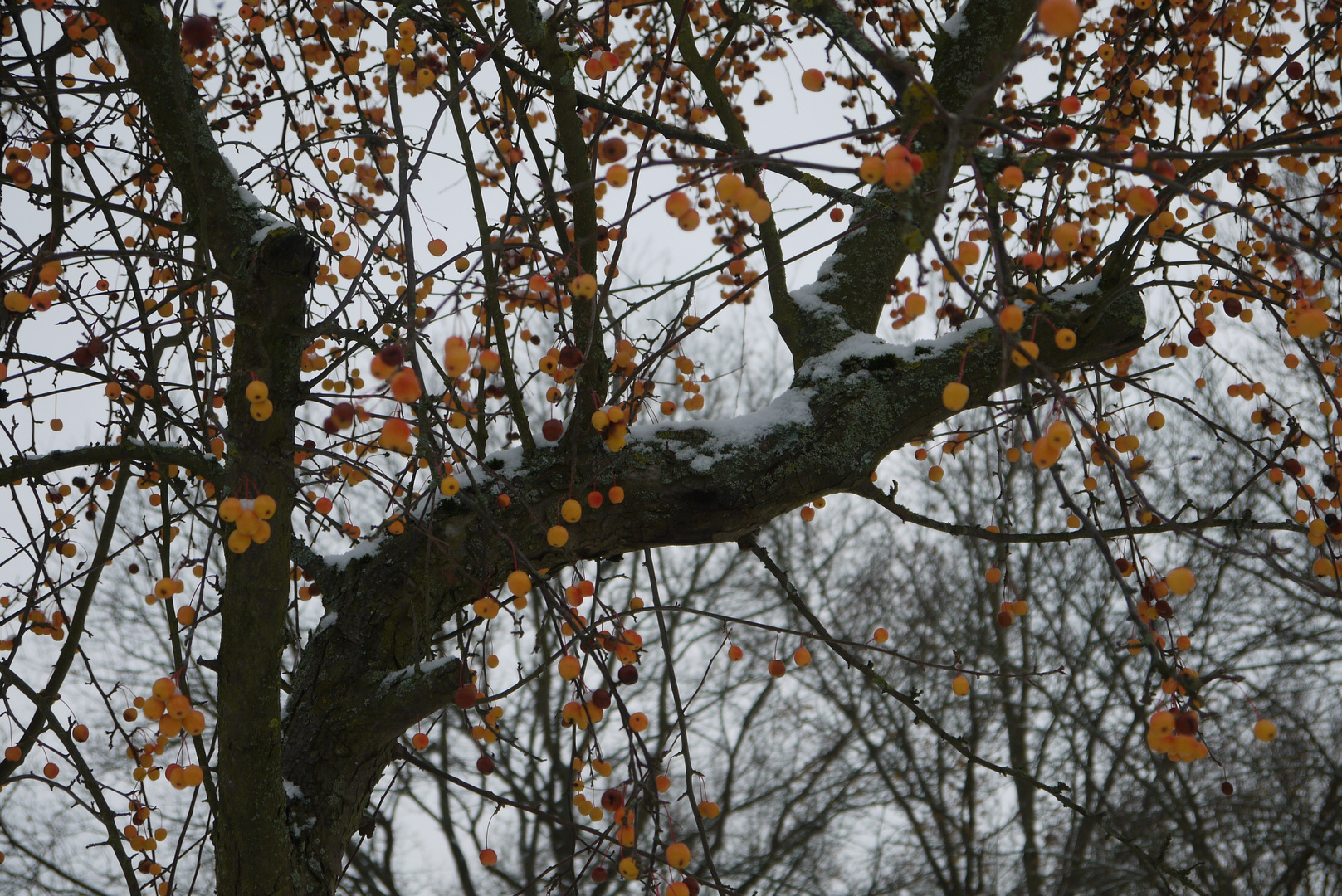 Winterliches Orange