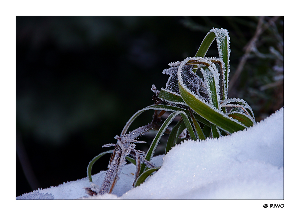 winterliches Pflanzen Geflecht....